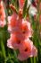 gladiolus large flowering spic span 1214 cm 10 pkgsx 10