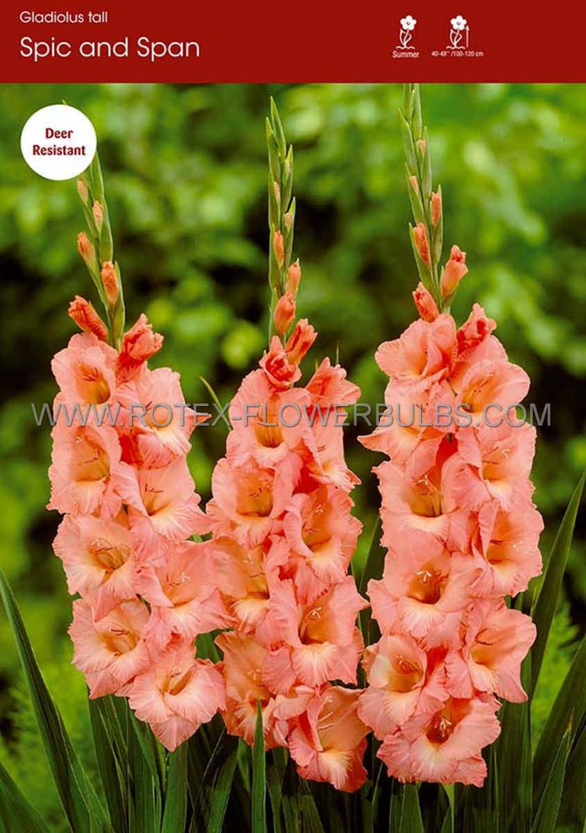 gladiolus large flowering spic span 14 cm 100 pbinbox