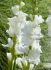 gladiolus large flowering white prosperity 1214 cm 10 quality pkgsx 10
