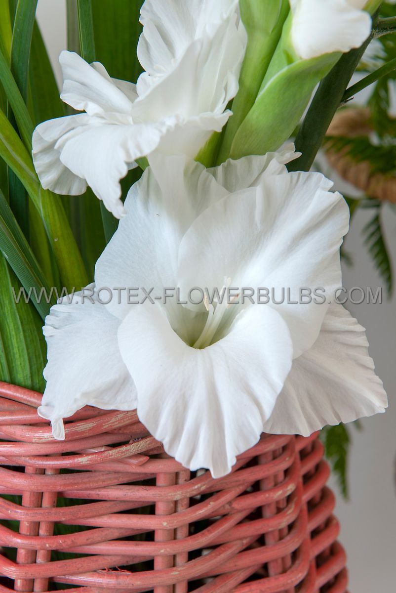 gladiolus large flowering white prosperity 1214 cm 10 pkgsx 10