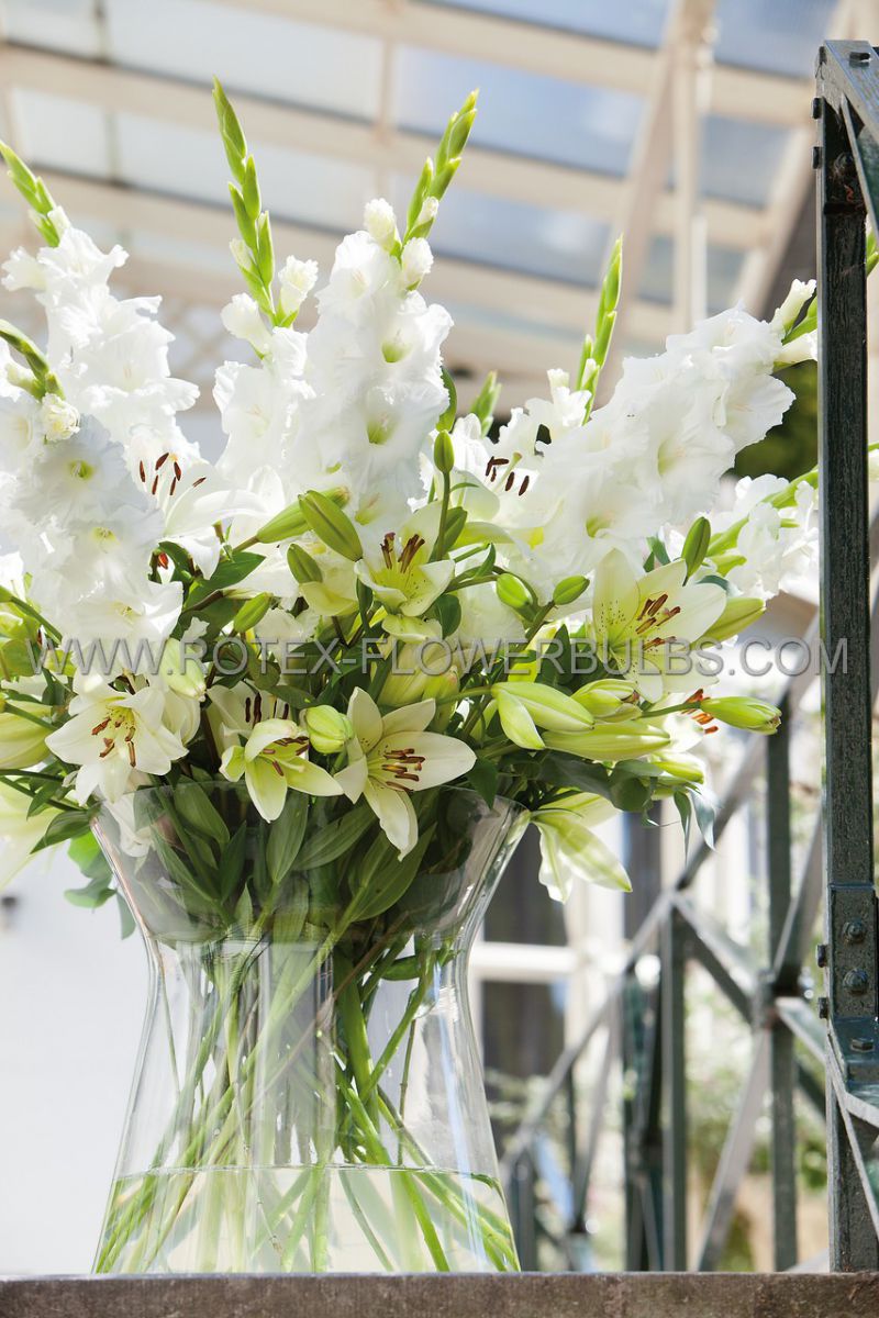 gladiolus large flowering white prosperity 1214 cm 10 pkgsx 10