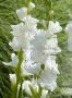 GLADIOLUS LARGE FLOWERING ‘WHITE PROSPERITY‘ 14/+ CM. (100 P.BINBOX)