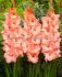 gladiolus ruffled blushed look 1214 cm 10 quality pkgsx 10