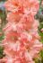 gladiolus ruffled blushed look 1214 cm 10 quality pkgsx 10