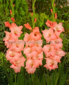 Gladiolus Ruffled ‘Coral Crush‘ 12/14 cm. (10 Quality Pkgs.x 10)