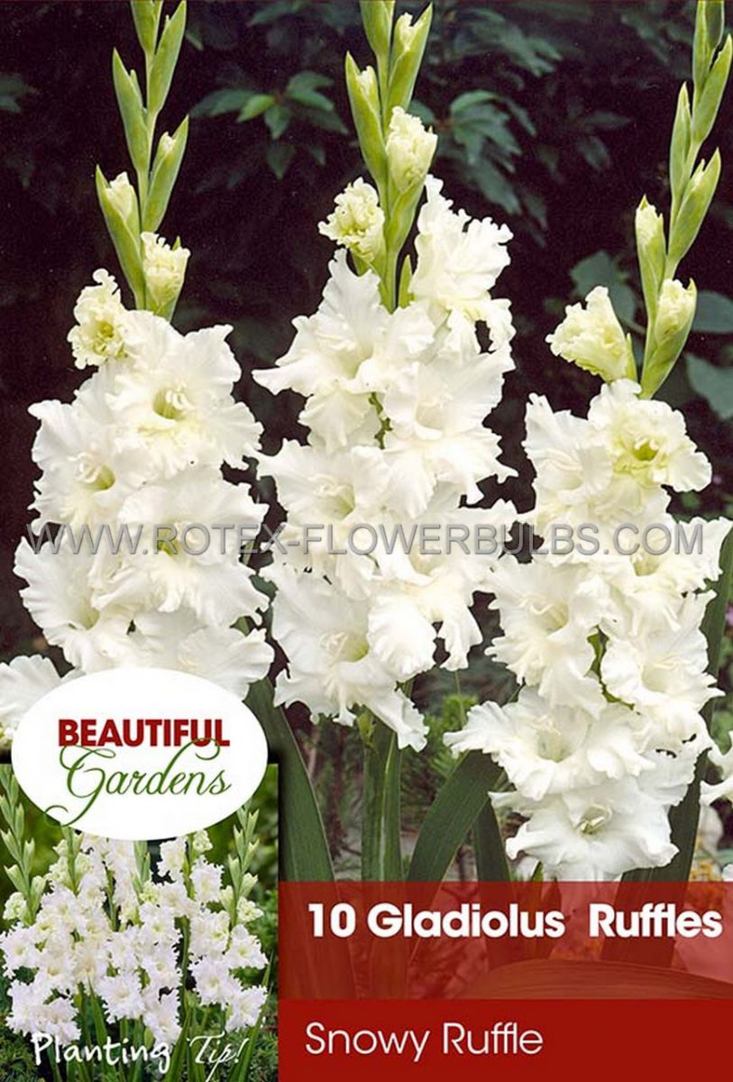 gladiolus ruffled snowy ruffle 1214 cm 10 pkgsx 10