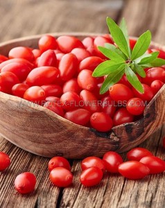 Goji Berry ‘Common‘ 1Yr. No.1 4“ Pot - GJ101 (10 p.Bag)