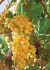 Grape Himrod Seedless 1Yr. No.1 - GR120 10 p.Bag