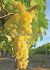 Grape Himrod Seedless 1Yr. No.1 - GR120 10 p.Bag