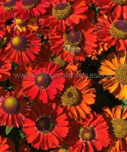 Helenium (Sneezeweed) Spp. ‘Ruby Charm‘ I (25 p.Bag) Helenium (Sneezeweed) Spp. ‘Ruby Charm‘ I (25 p.Bag)