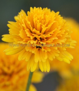 Heliopsis (Ox-Eye) Helianthoides ‘Asahi‘ I (25 p.Bag)