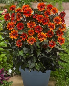 Heliopsis (Ox-Eye) Helianthoides ‘Firetwister‘ I (25 p.Bag)
