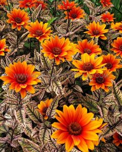 Heliopsis (Ox-Eye) Helianthoides ‘Orange Marble‘ I (250 p.Carton)
