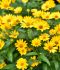 Heliopsis Ox-Eye Helianthoides Prairi Sunset I 25 p.Bag