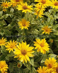 Heliopsis (Ox-Eye) Helianthoides ‘Variegata Oriole‘ I (25 p.Bag)