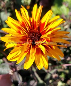 Heliopsis (Ox-Eye) Helianthoides ‘Yellow Spider‘ I (25 p.Bag)