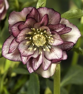 Helleborus (Hellebore) Orientalis ‘Double Ellen Picotee‘ I (25 p.Bag)