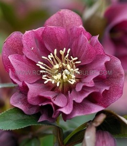 Helleborus (Hellebore) Orientalis ‘Double Ellen Red‘ I (25 p.Bag)