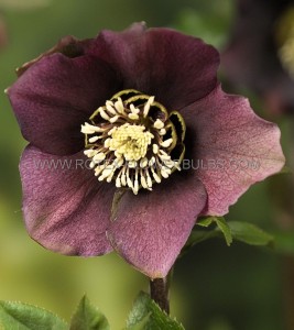 Helleborus (Hellebore) Orientalis ‘Pretty Ellen Purple‘ I (25 p.Bag)