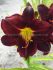 hemerocallis daylily dominic i 25 pbag
