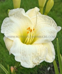 Hemerocallis (Daylily) Spp. ‘Gentle Shepherd‘ I (200 p.Carton)