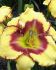 hemerocallis daylily jamaican me crazy i 25 pbag