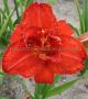 Hemerocallis (Daylily) Spp. ‘Moses Fire‘ I (25 p.Bag)