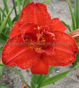 Hemerocallis (Daylily) Spp. ‘Moses Fire‘ I (200 p.Carton)