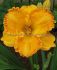 hemerocallis daylily orange nassau i 25 pbag