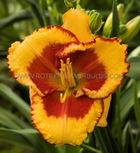 Hemerocallis (Daylily) Spp. ‘Andy Dandy‘ I (200 p.Carton)