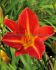 Hemerocallis Daylily Spp. Anzac I 25 p.Bag