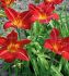 Hemerocallis Daylily Spp. Anzac I 25 p.Bag