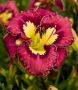 Hemerocallis (Daylily) Spp. ‘Catcher in the Eye‘ I (25 p.Bag) Hemerocallis (Daylily) Spp. ‘Catcher in the Eye‘ I (25 p.Bag)