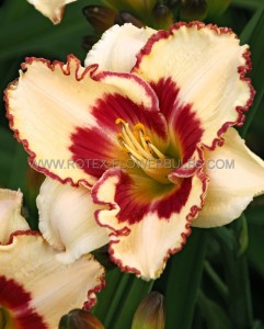 Hemerocallis (Daylily) Spp. ‘Cryptic Message‘ I (150 p.Carton)