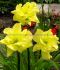 Hemerocallis Daylily Spp. Double River Wye I 25 p.Bag