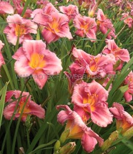 Hemerocallis (Daylily) Spp. ‘Rosy Returns‘ I (200 p.Carton)