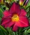 Hemerocallis Daylily Spp. Stella in Red I 25 p.Bag