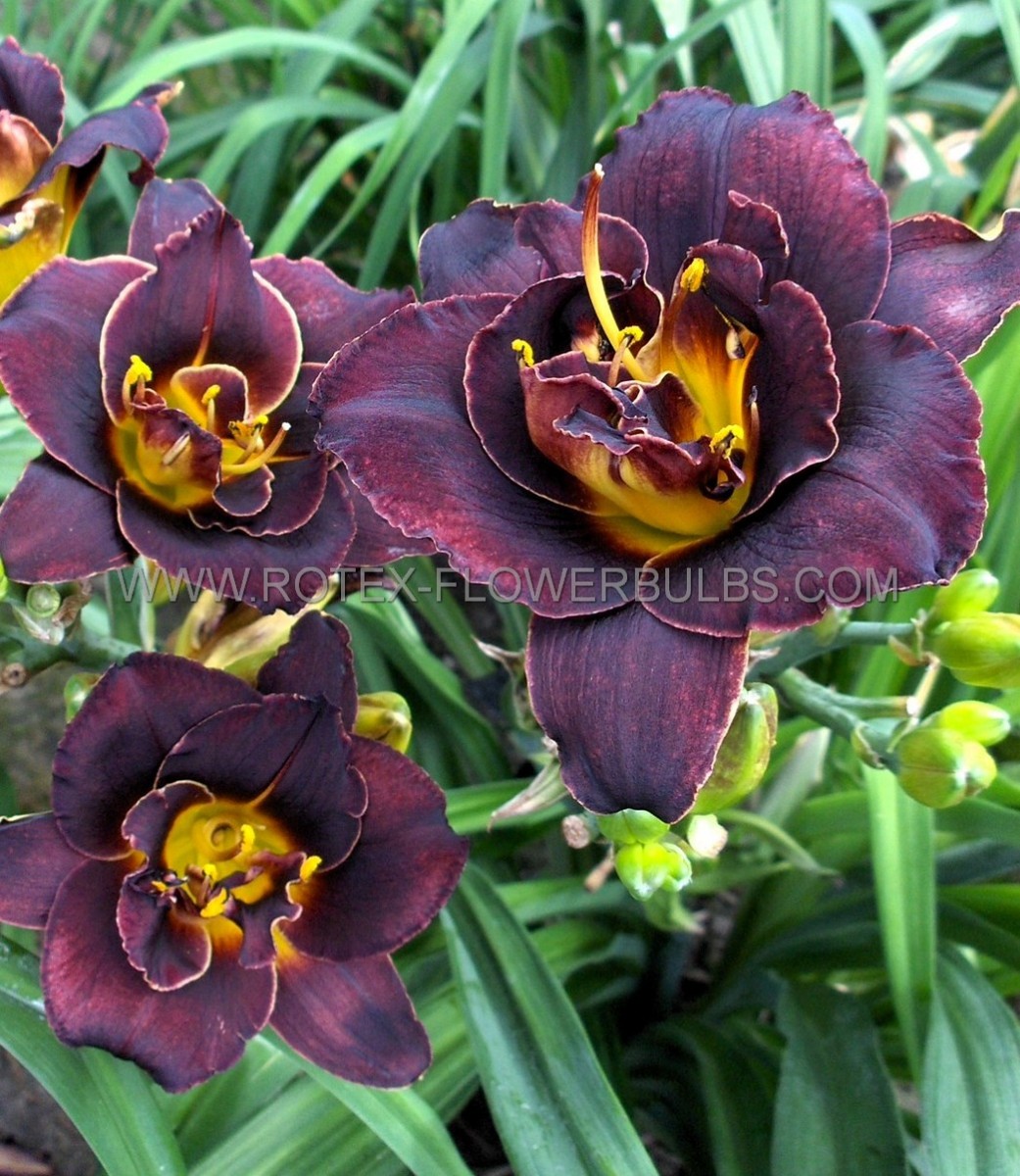 Hemerocallis (Daylily) Spp. ‘Voodoo Dancer‘ I (200 p.Carton)