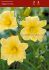 hemerocallis daylily stella doro i 25 popen top box