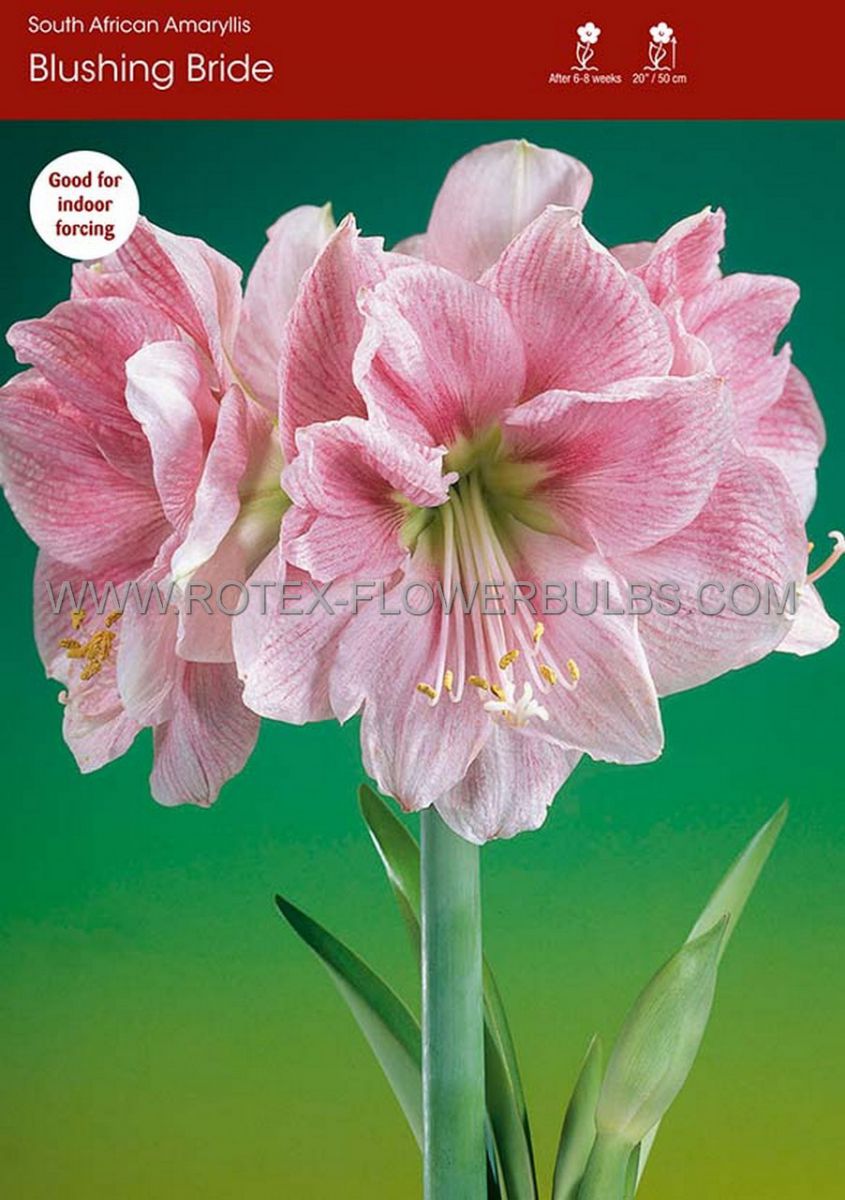 hippeastrum amaryllis blushing bride 2830 cm 5 popen top box