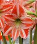 Hippeastrum (Amaryllis) Diamond ‘Fairy Tale‘ 30/32 cm. (30 p.Carton)
