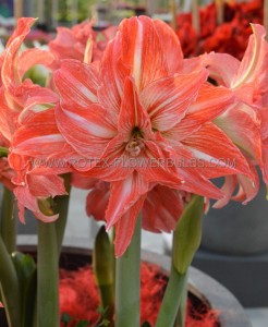 Hippeastrum (Amaryllis) Double Flowering ‘Lady Jane‘ 34/36 cm. (30 p.Carton)