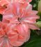 hippeastrum amaryllis double flowering lady jane 3436 cm 6 popen top box