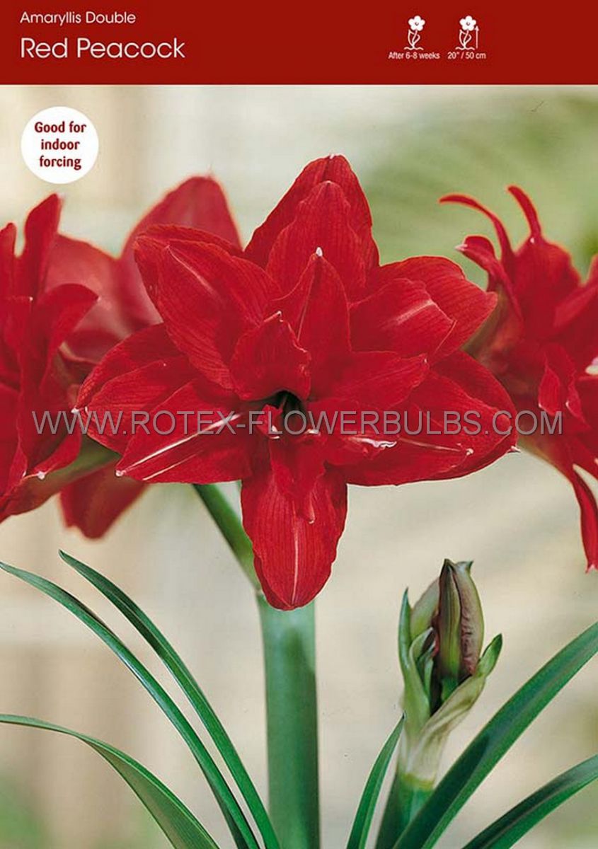 hippeastrum amaryllis double flowering red peacock 3436 cm 12 pwooden crate
