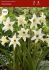 hippeastrum amaryllis hardy sonatini swanlake 1416 cm 25 popen top box