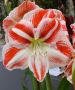 HIPPEASTRUM (AMARYLLIS) LARGE FLOWERING ‘CARAMBA‘ 34/36 CM. (12 P.WOODEN CRATE)