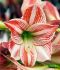 hippeastrum amaryllis large flowering caramba 3436 cm 6 popen top box
