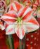 Hippeastrum Amaryllis Large Flowering Caramba Jumbo 4042 cm. 6 p.Wooden Crate