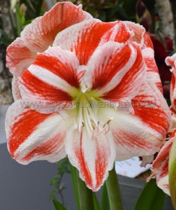 Hippeastrum (Amaryllis) Large Flowering ‘Caramba‘ Jumbo 40/42 cm. (6 p.Wooden Crate)