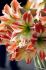 Hippeastrum Amaryllis Large Flowering Caramba Jumbo 4042 cm. 6 p.Wooden Crate